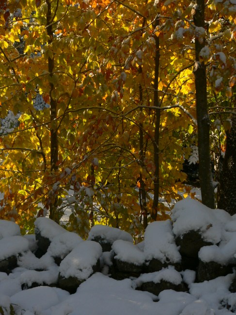 Copyright Roger Vincent Jasaitis