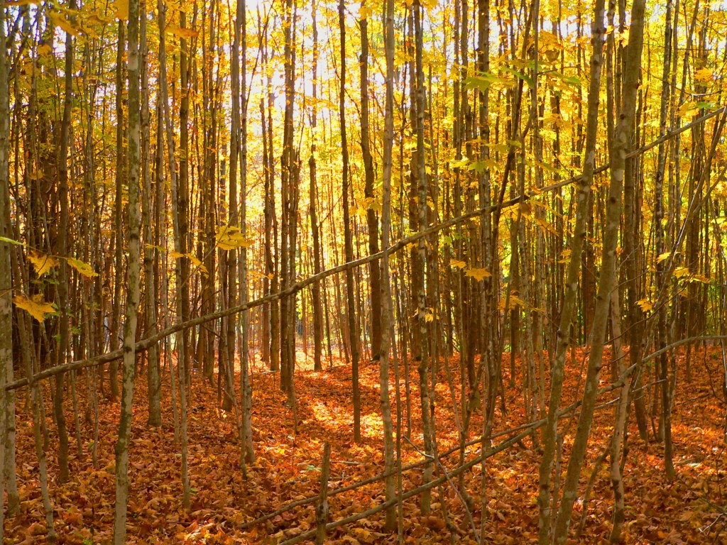 Woodland Sunrise, Photo by Roger Vincent Jasaitis, Copyright 2013 Roger Vincent Jasaitis