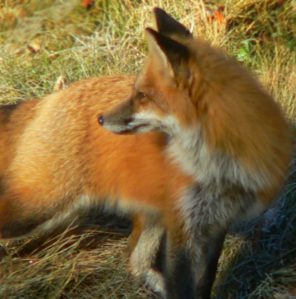 Artful & Crafty, photo by Roger Vincent Jasaitis, Copyright 2013, All rights reserved, RVJart.com