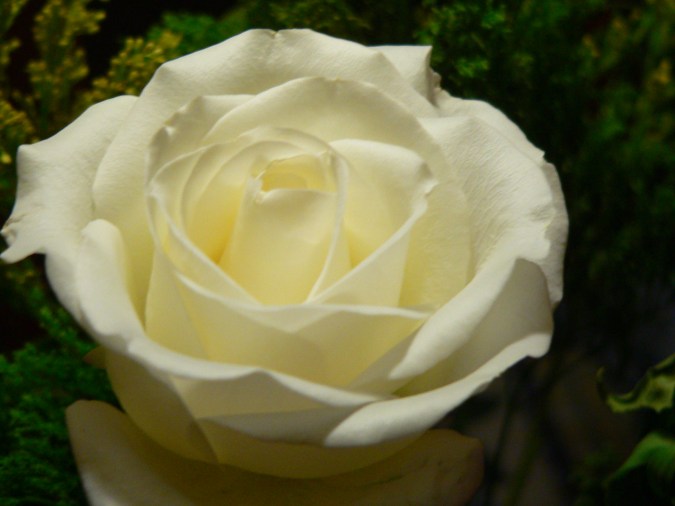 Photo of a cream rose, RVJart.com