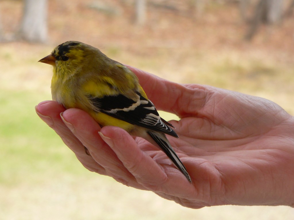 Nancy & Goldfinch, RVJart.com, Copyright 2014 Nancy & Goldfinch, RVJart.com, Copyright 2014