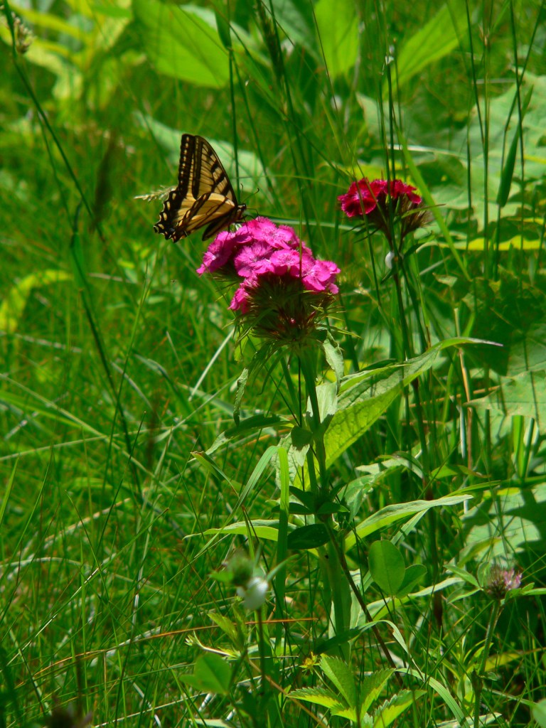 Sweet William and Swallowtail, photo Roger Vincent Jasaitis, RVJart.com