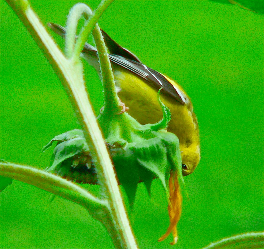 Goldfinch on Sunflower, photo by Roger Vincent Jasaitis, copyright 2014, RVJart.com