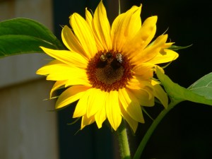 Sunflower, photo by Roger Vincent Jasaitis, RVJart.com, copyright 2014