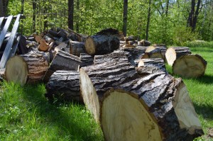 Next Winters Warmth, photo by Roger Vincent Jasaitis, RVJart.com