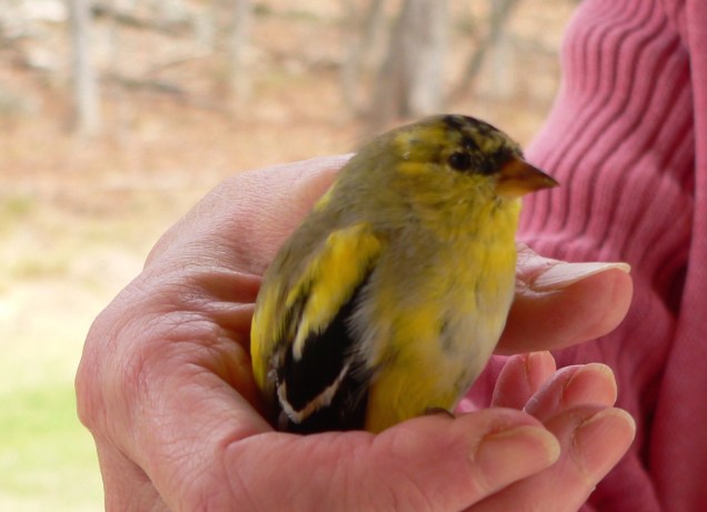 Goldfinch in Hand, photo by Roger Vincent Jasaitis, RVJart.com, copyright 2014