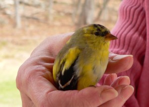 Goldfinch in Hand, photo by Roger Vincent Jasaitis, RVJart.com, copyright 2014