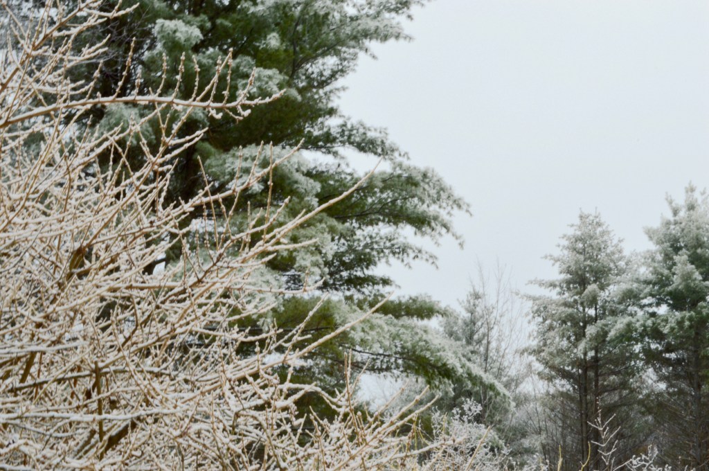 Ice Storm, Photo by Roger Vincent Jasaitis, Copyright 2016, RVJart.com