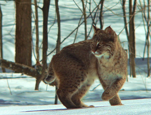 "Bobcat in Winter" photo by Roger Vincent Jasaitis, Copyright 2013 RVJart.com