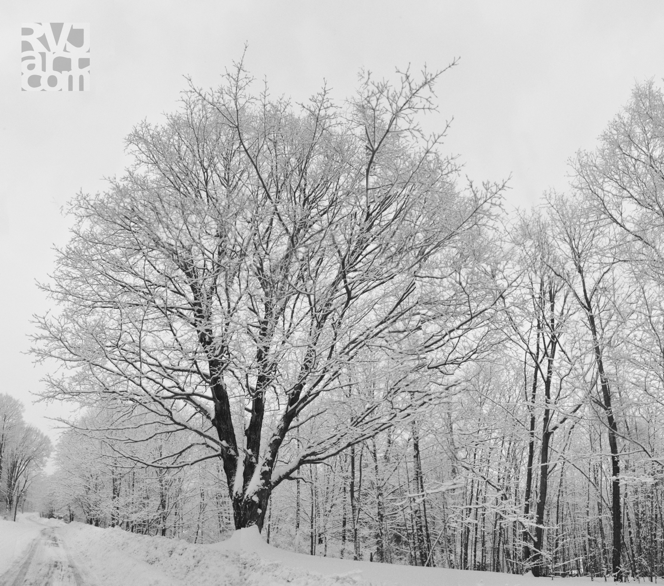 Winter Canopy, photo by Roger Vincent Jasaitis, RVJart.com, copyright 2017