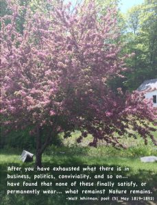 Photo by Roger Vincent Jasaitis, quote by Walt Whitman.